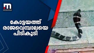 കോട്ടയത്ത് രാജവെമ്പാലയെ പിടികൂടി: മലപ്പുറത്തുനിന്ന് ഒരുമാസം മുമ്പ് കാറില്‍ കയറിയതെന്ന് സംശയം