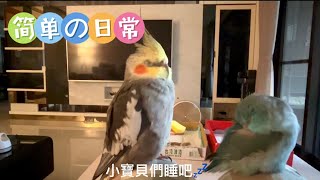 這ㄧ刻真美好🥰#太平洋鸚鵡阿飽#玄鳳鸚鵡鳳梨#parrot #birds