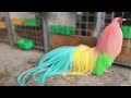 Rare And Exotic Roosters You Won T Believe Exist