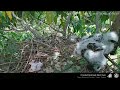 北植鳳頭巢 botanical garden crested goshawk 站到邊邊看阿母 20200613