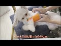 アヒル口になってしまった犬【ポメプー】口輪