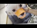 アヒル口になってしまった犬【ポメプー】口輪