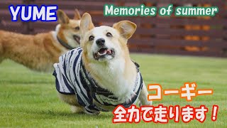 コーギーのゆき＆ゆめ　夏の思い出　The corgi runs. Memories of Summer.