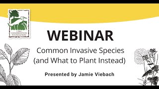 Common Invasive Plants (and What to Plant Instead) | Webinar