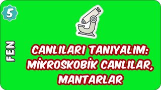 Canlıları Tanıyalım: Mikroskobik Canlılar, Mantarlar | 5. Sınıf Fen evokul Kampı