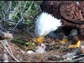 First feed for new eaglet at Fraser Point Eagles. 09.00 / 10 March 2019