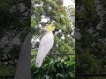 rainy day with rainbow lorikeets and cockatoos 😍