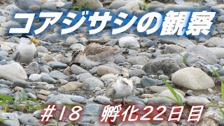 コアジサシの観察　#18　孵化22日目　もう立派な幼鳥