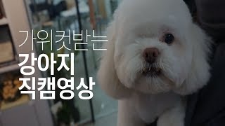 [두꾸TV] 두부대표 뷰티하울. 강아지 가위컷 미용하기!