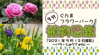 2021年5月12日の園内の様子～バラ・ショウブ・ヒスイカズラetc…～