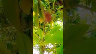 how to grow chiko plant fruit trees very beneficial for human