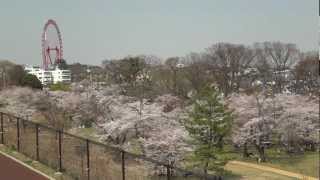 西武新2000系2521Fと桜と菜の花／都立狭山自然公園＠SONY DSC-WX10