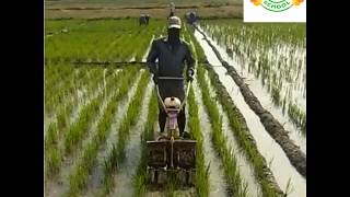 వరిలో సులువుగా కలుపు తీయు యంత్రం (Low cost weeder in paddy)