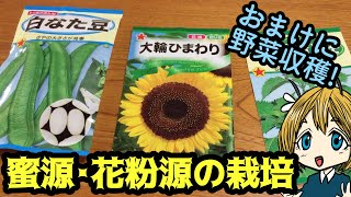 蜜源野菜と花粉源植物を栽培！ミツバチ農法