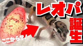 我が家初！！【ヒョウモントカゲモドキ】レオパのベビー誕生しました！！！