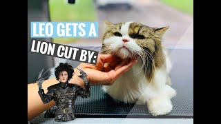 LEO GETS A LION CUT INSPIRED BY EDWARD SCISSORHANDS