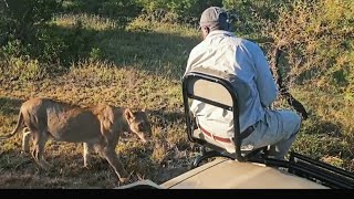 Close Encounter with the Nkuhuma Lion Pride | 8 February 2025