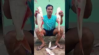 ବୁଢା ବଳଙ୍ଗ ନଦୀର ମାଛ ll 20 ଟଙ୍କା କିଲ ll short video #vairalvideo #Rajeshpayalofficial