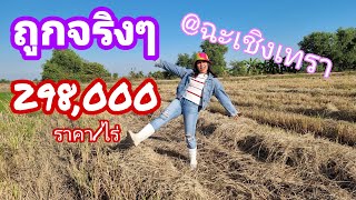 EP.523 ซื้อไว้ยังไงก็ไม่ผิดหวัง ไร่ละ298,000บาท #ที่ดินสวย #ทำเลดี #ถนนยาว500กว่าเมตร