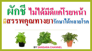 ผักชีไม่ได้มีดีแค่โรยหน้า  มีสรรพคุณทางยามากมาย รักษาได้หลายโรค