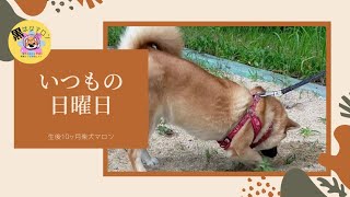 【いつもの日曜日】【黒はなマロン】生後10ヶ月柴犬の女の子マロン、雷の中お散歩