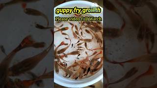 guppy fish fry growth bay1_30😍🥰 #guppyfish #fry #fish #shorts #bettafish #short #youtubeshorts#vlog