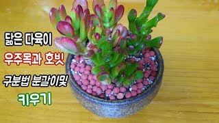 키우기쉬운 국민다육이 우주목,호빗(들창코?돼지코?)구분법및 합식분갈이 Succulents hobit \u0026 Gollum