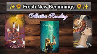 🌈💫 FRESH NEW BEGINNINGS | TAROT CARD READING - Timeless | COLLECTIVE TAROT #tarot #newbeginnings