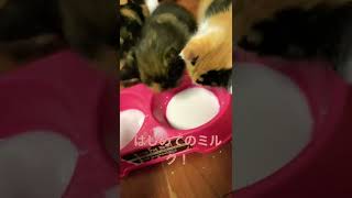 🍑子猫のミルク🍑