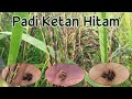 Benih-Padi-ketan-hitam (081915551118)