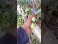 GREEN TOMATO TREE picking #tomatolovers #gardening #plantslovers #plantito #plantita