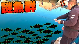 When I went to that island, I discovered a mysterious school of fish! [New employee training]