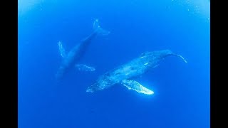 本日のグマの海【ザトウクジラのソング編】2021シーズン沖縄那覇撮影にて