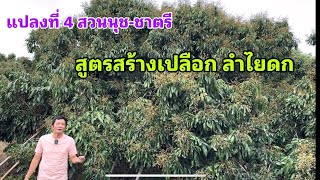 สูตรสร้างเปลืก ลำไยดก แปลงนุชาตรี