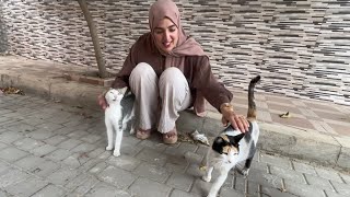 Playing and feeding the friendly stray cats that await us every morning.