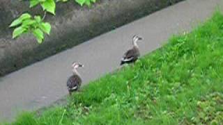 カモが飛び立つ瞬間