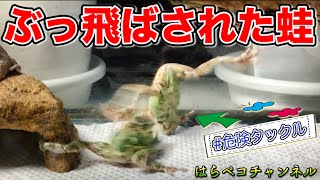 強烈なタックルかましたアマガエル / 【Blowed tree frog】