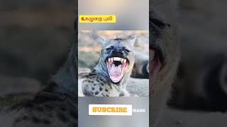 உலகின் அதிக கடிசக்தி கொண்ட 7 விலங்குகள்.most powerful bite force 7 wild animals.