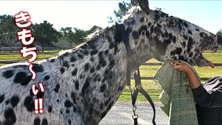 タオル大好きトップス　お顔ふきふきタイム【馬を飼う】【ペット】