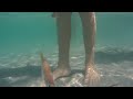 Released Snapper swimming around for Snapper Guardians 2018