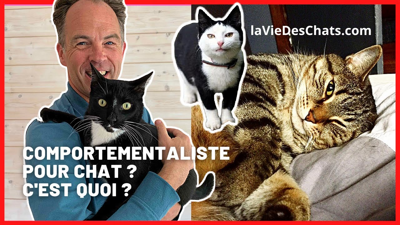 COMPORTEMENTALISTE POUR CHAT, C'EST QUOI ? JE VOUS EXPLIQUE 🤓 - YouTube