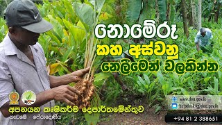 නොමේරූ කහ ගලවන්න එපා