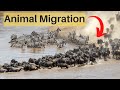 Animal Migration-Let's Get Moving