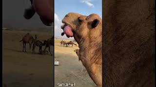 ऊट का किडनी बाहर निकल गया 😲 #shorts​#camel​ #shortsviral​ #shortsfeed​