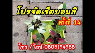 👉 โปรจัดเซ็ตบอนสี ครั้งที่ 14 สุดคุ้ม !! สวนนิสาพรบอนสี โทร/ไลน์ 0805194988