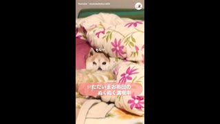 名前を呼ばれたワンコがお布団に逆戻り！どうしてもぬくぬくしていたい柴犬さんの、反応が…(ﾟдﾟ)！