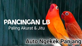 Suara Burung Lovebird Ngekek Panjang Sekali Pancing Lovebird Diam Langsung Emosi Nyaut Ngekek