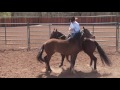 clinton anderson an overview of starting a colt downunder horsemanship