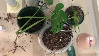 Saving the Monstera (Root rotten) (Eng sub)