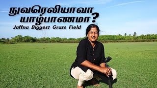 Ambewela? New Zealand Farm? Nuwara Eliya? | நுவரெலியப் புல்வெளி யாழில் | Jaffna Biggest Grass Field